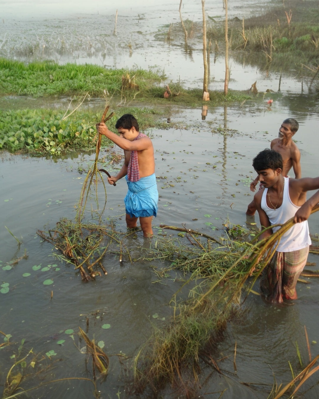 Artisans harvesting shola plant stalks in marshlands to create sustainable sola flowers.