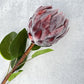 King Protea - Luv Sola Flowers - Faux Filler