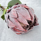 King Protea - Luv Sola Flowers - Faux Filler