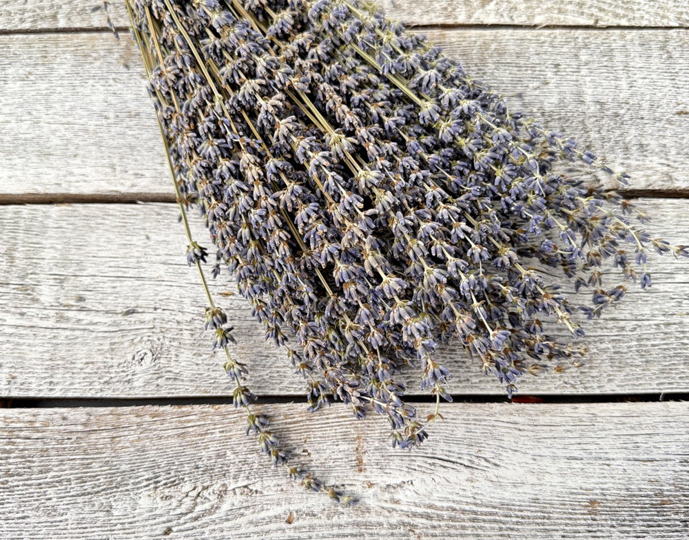 Dried lavender stems with fragrant buds for bouquets and floral arrangements