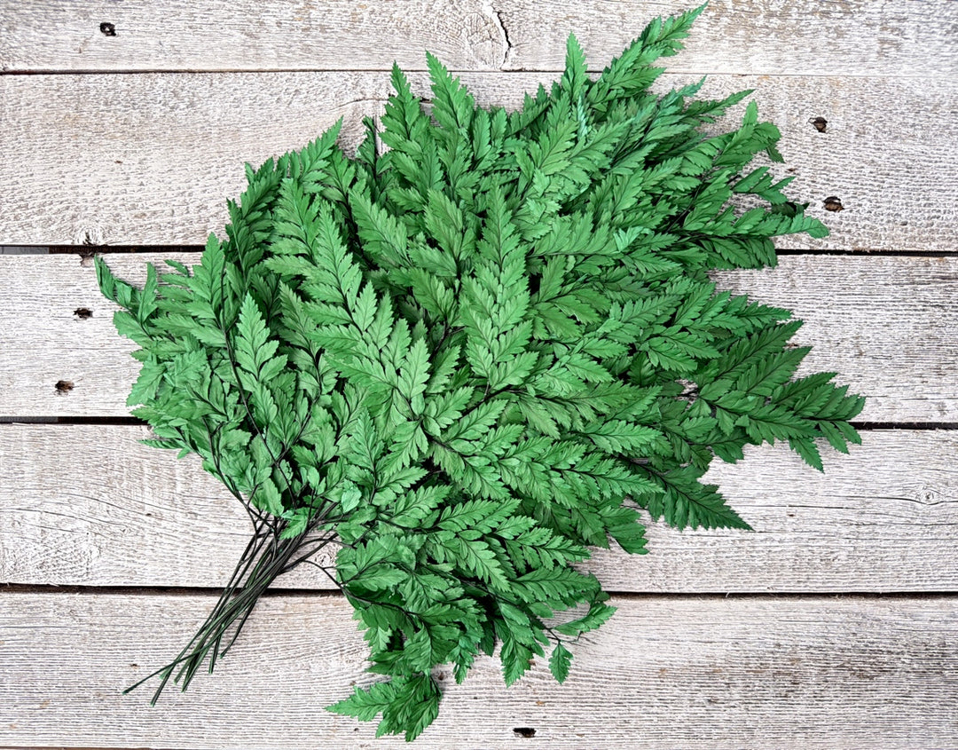 Preserved leather fern with lace-like exquisite foliage on long stems