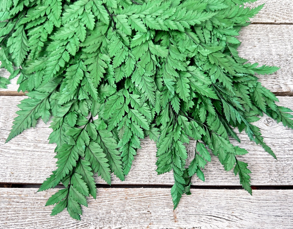 Preserved leather fern with lace-like exquisite foliage on long stems