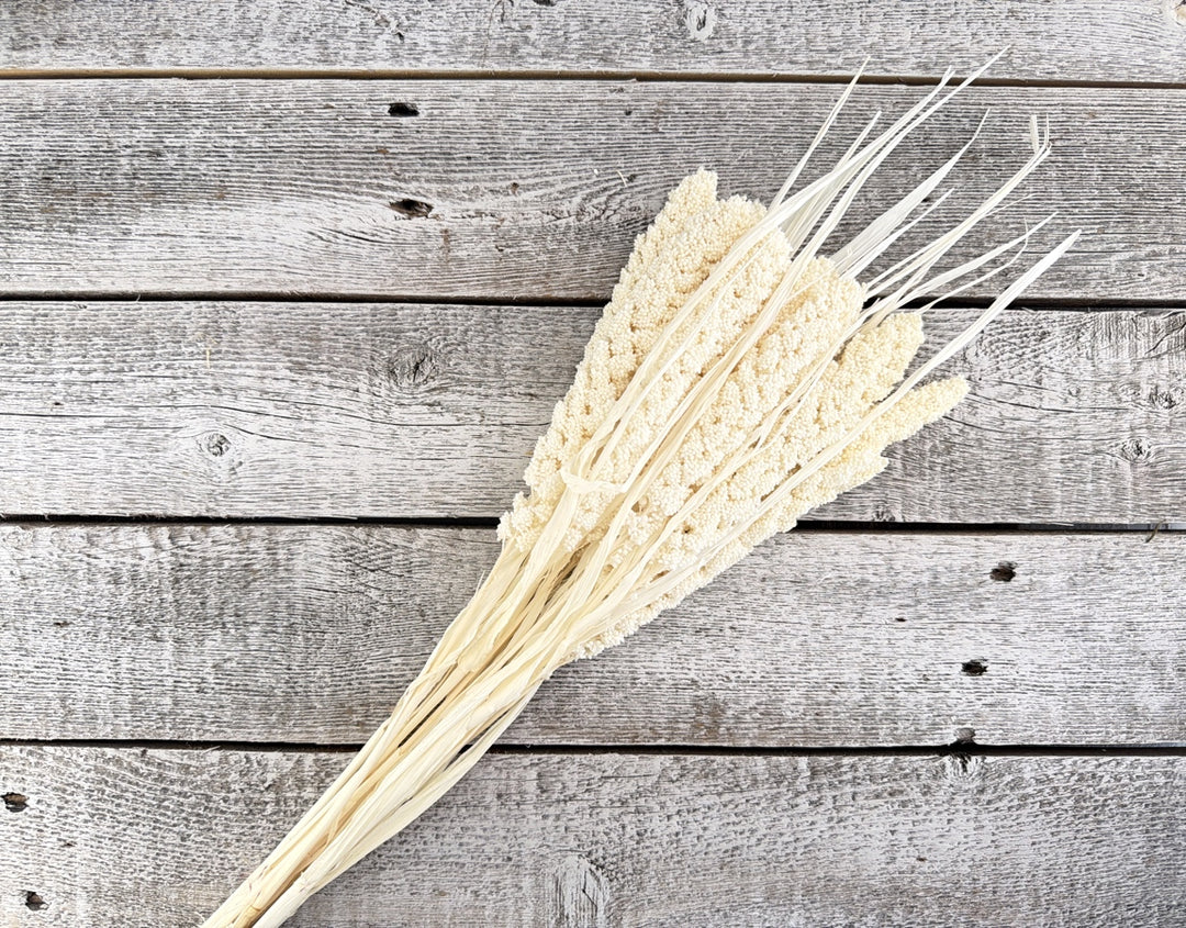 Bleached dried millet with compact grain heads on slender upright stems