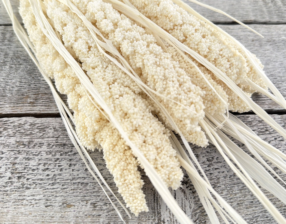 Bleached dried millet with compact grain heads on slender upright stems