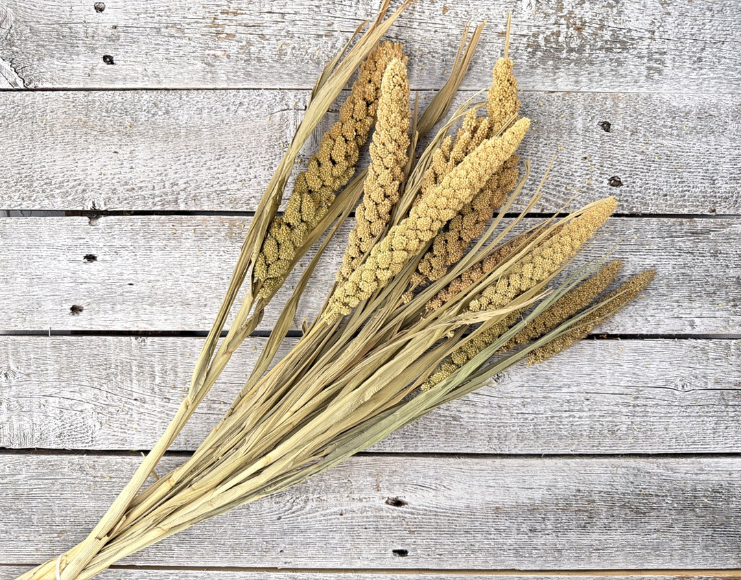 Natural dried millet with compact grain heads on slender upright stems