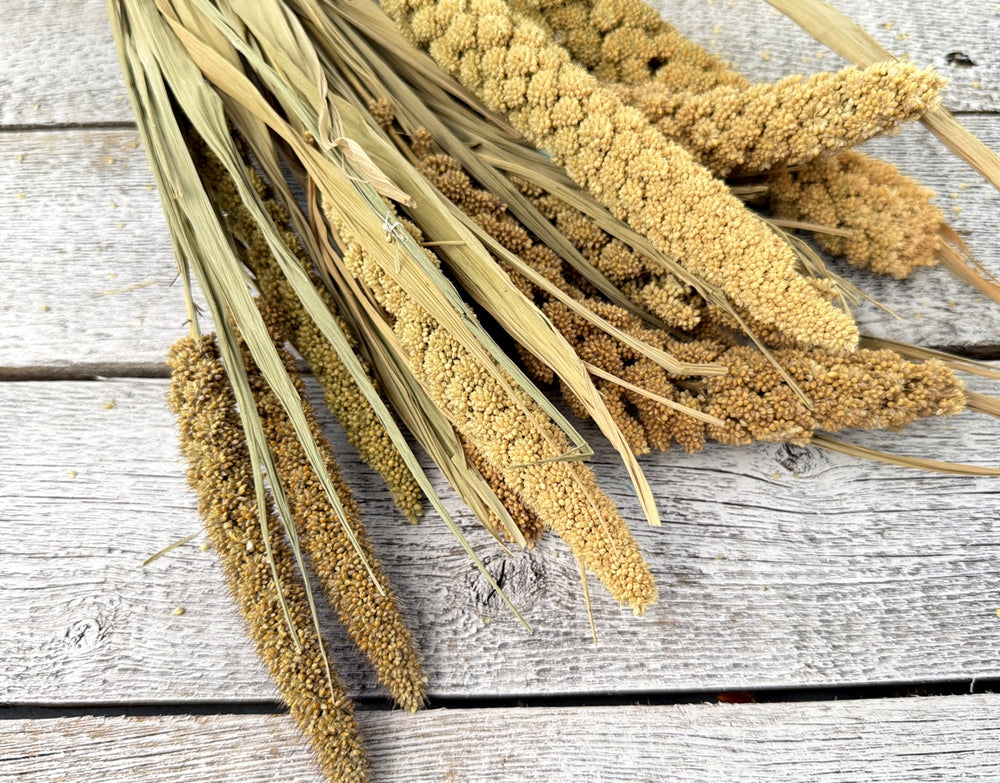 Natural dried millet with compact grain heads on slender upright stems