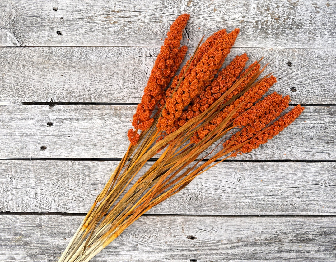 Orange dried millet with compact grain heads on slender upright stems
