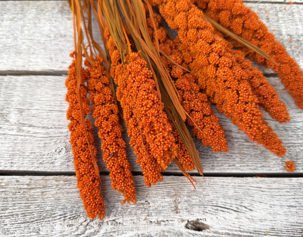 Orange dried millet with compact grain heads on slender upright stems