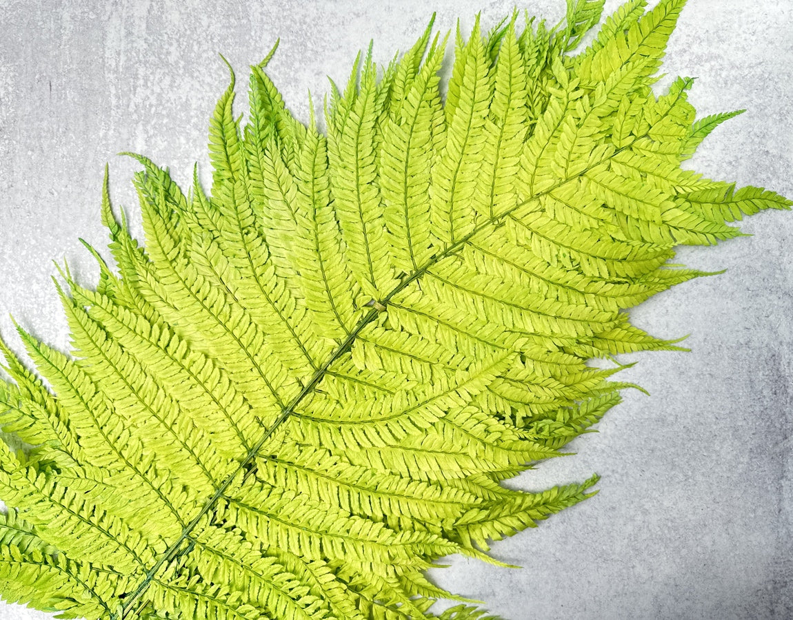 Mountain Fern - Luv Sola Flowers - Filler