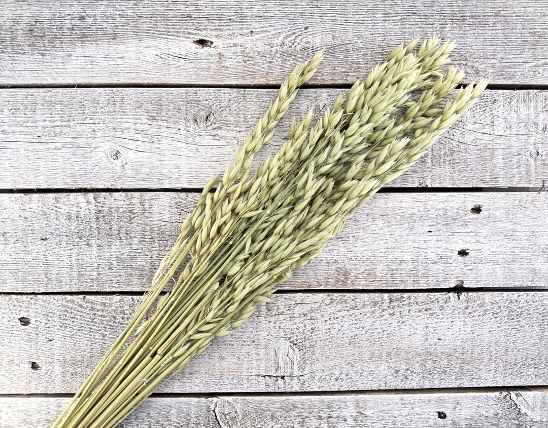 Natural dried oat stems with seed heads for lightweight textural bouquet filler