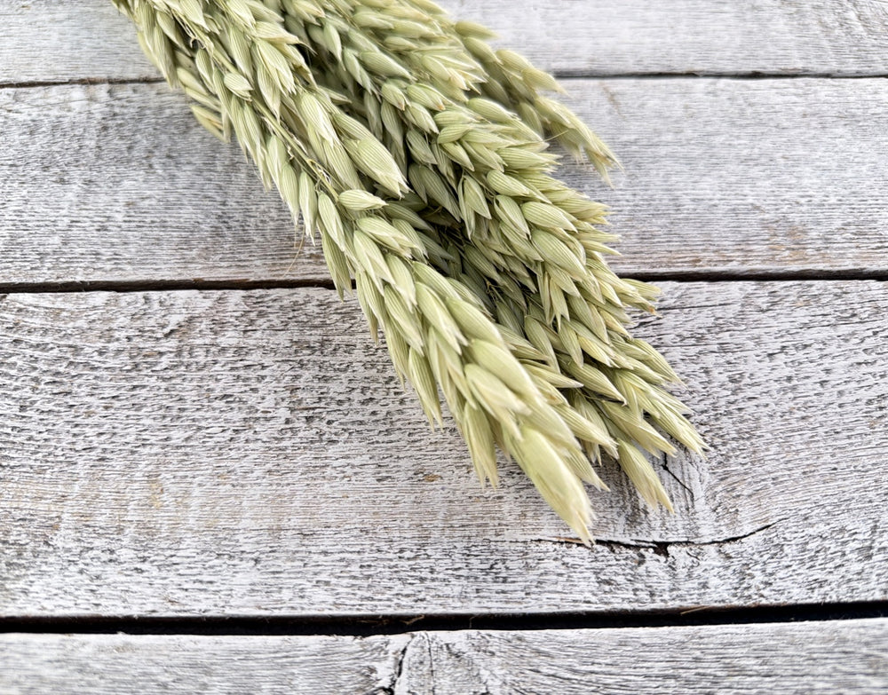 Natural dried oat stems with seed heads for lightweight textural bouquet filler