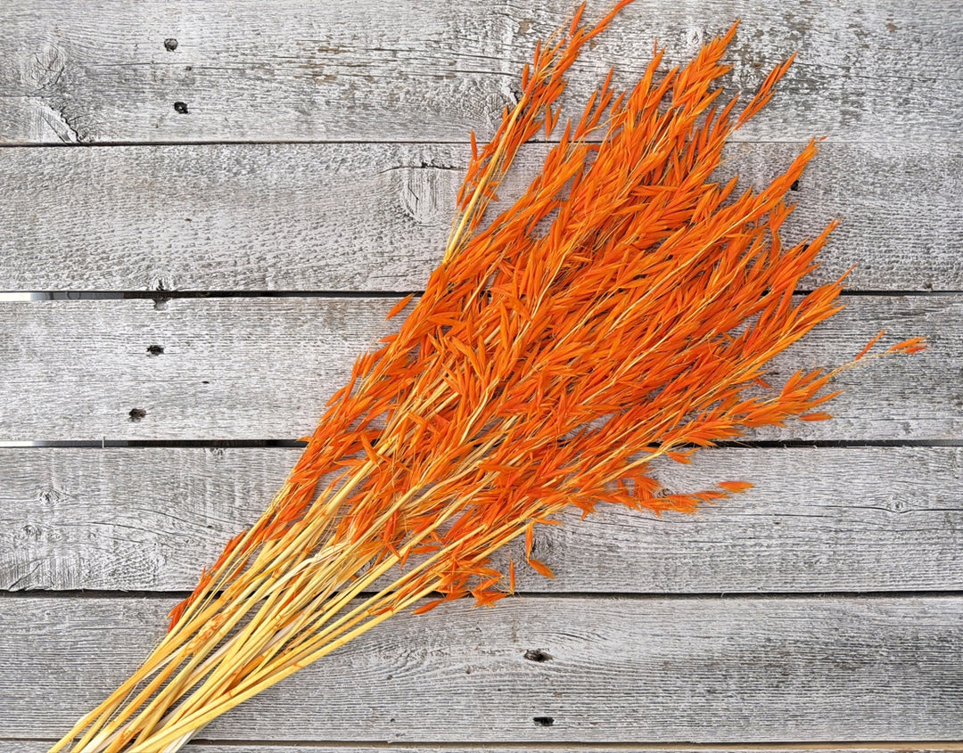 Orange dried oat stems with natural seed heads adding warm color and movement