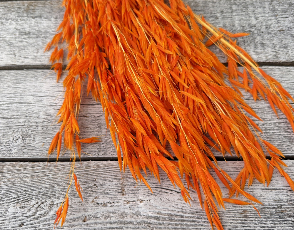 Orange dried oat stems with natural seed heads adding warm color and movement