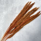 Pampas Grass - Luv Sola Flowers - Filler