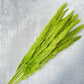 Pampas Grass - Luv Sola Flowers - Filler