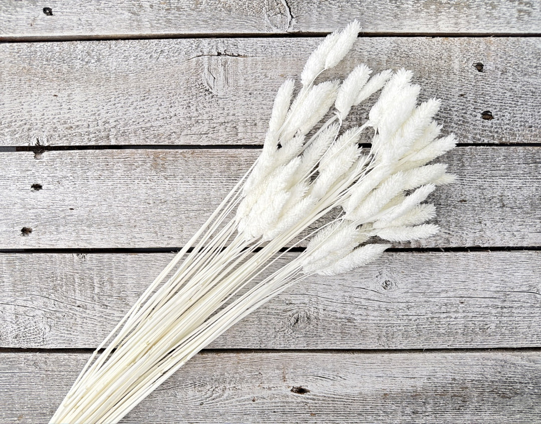 Bleached phalaris dried grass stems with large coarse blades for rustic arrangements