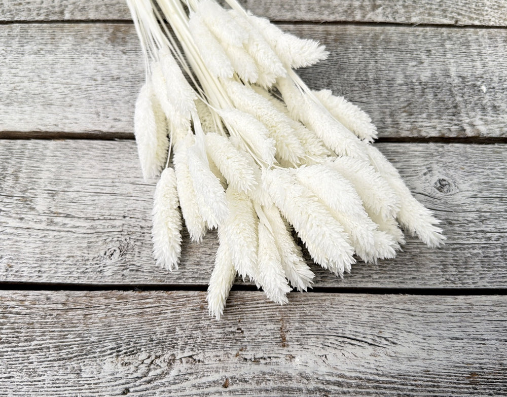 Bleached phalaris dried grass stems with large coarse blades for rustic arrangements
