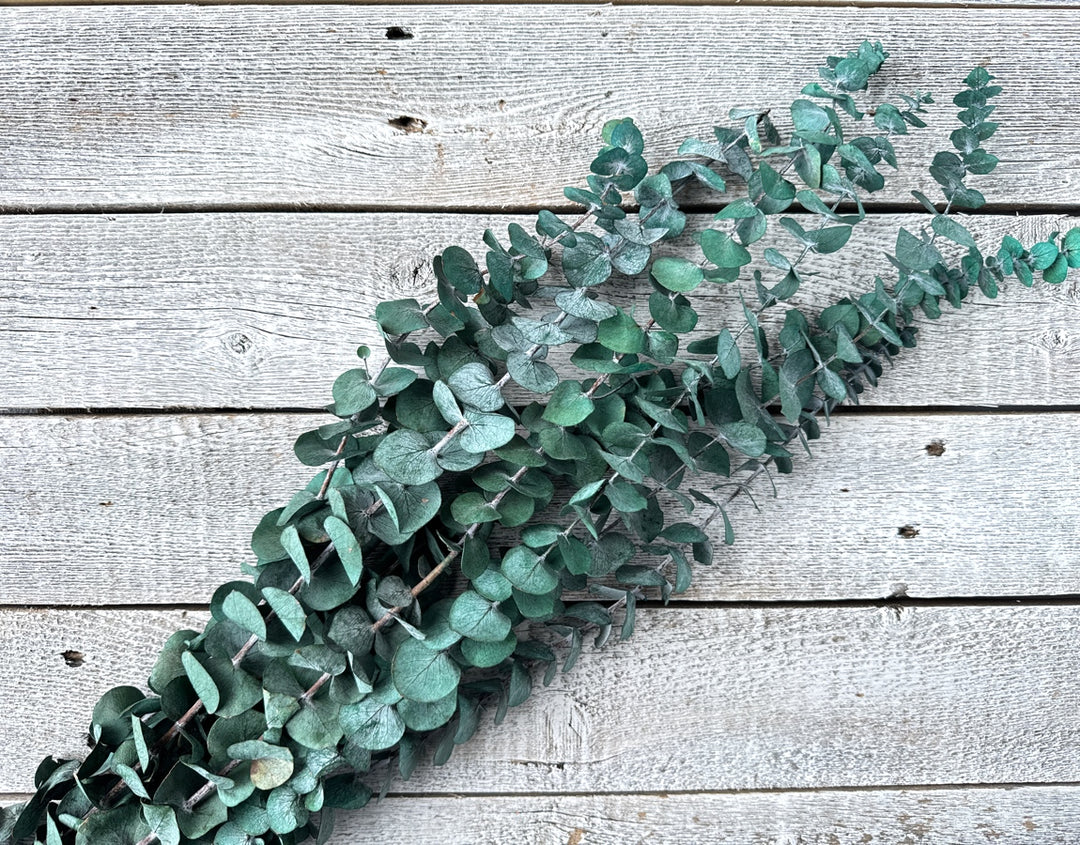 Preserved Spiral Eucalyptus - Luv Sola Flowers - Filler