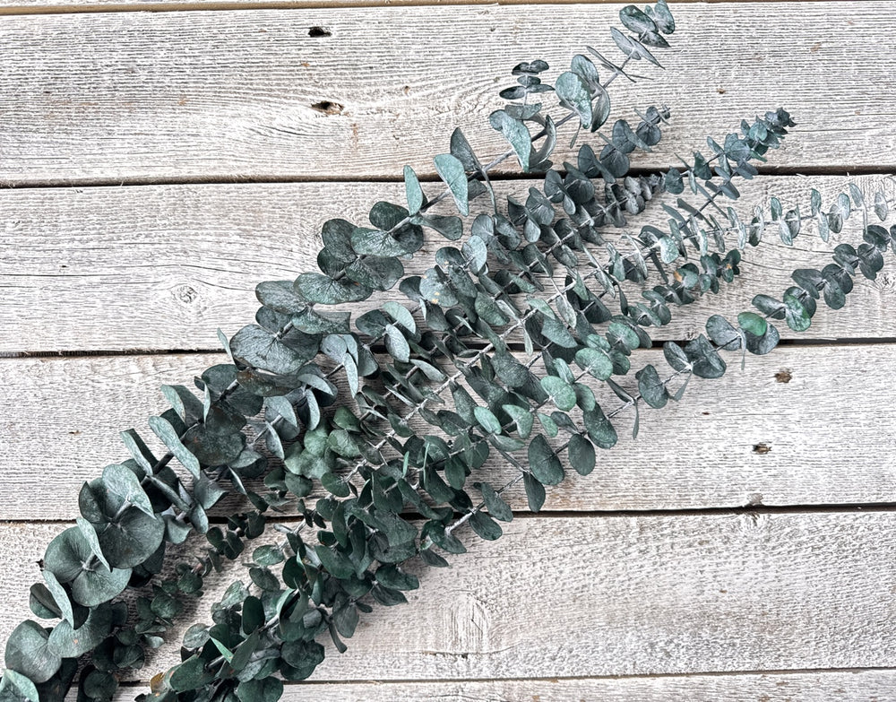 Preserved Spiral Eucalyptus - Luv Sola Flowers - Filler