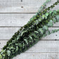 Preserved Spiral Eucalyptus - Luv Sola Flowers - Filler