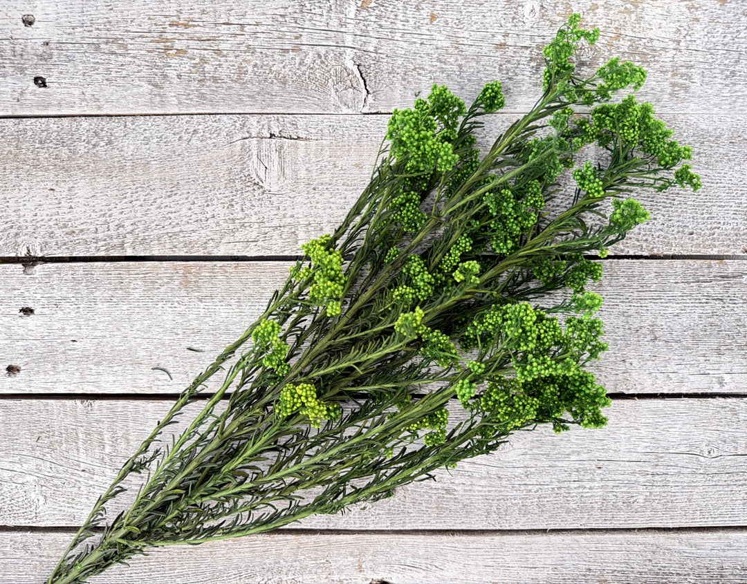 Green preserved rice flower with small rounded bloom clusters on branching stems