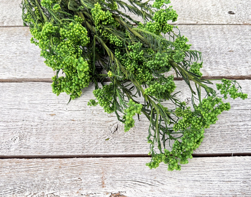 Green preserved rice flower with small rounded bloom clusters on branching stems