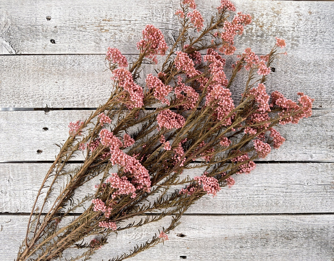 Pink preserved rice flower clusters on delicate branching stems for bouquet filler