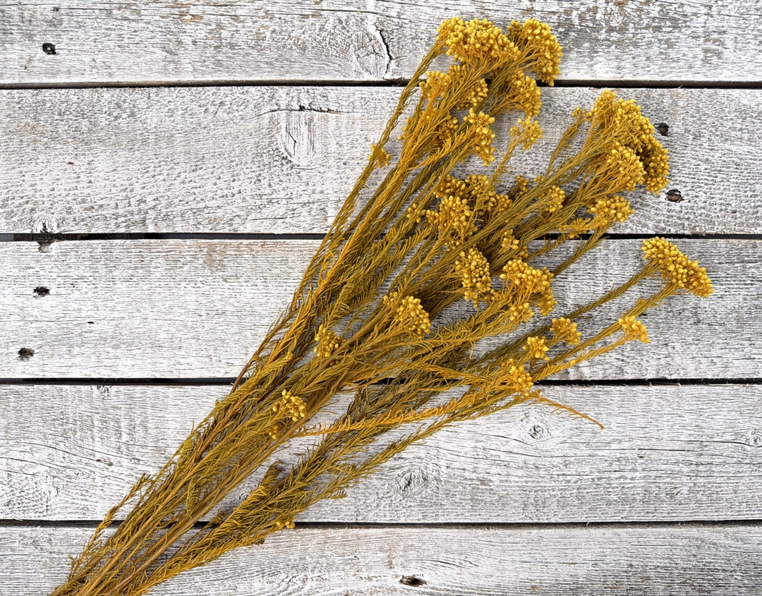 Yellow preserved rice flower with rounded bloom clusters on branching stems