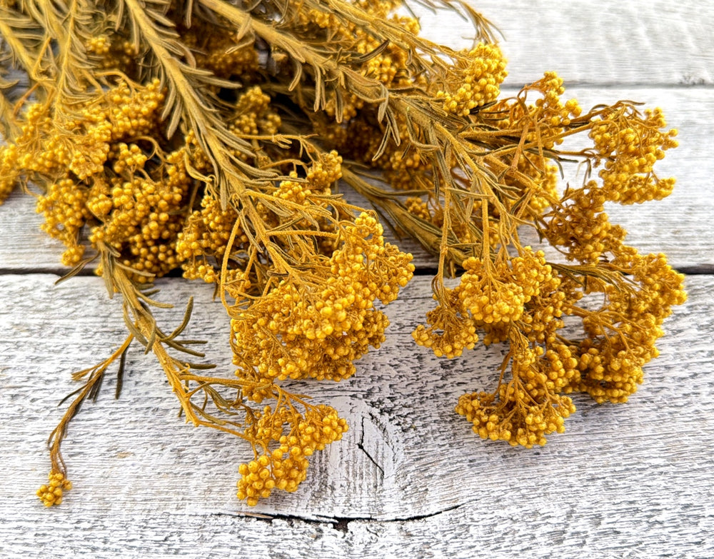 Yellow preserved rice flower with rounded bloom clusters on branching stems