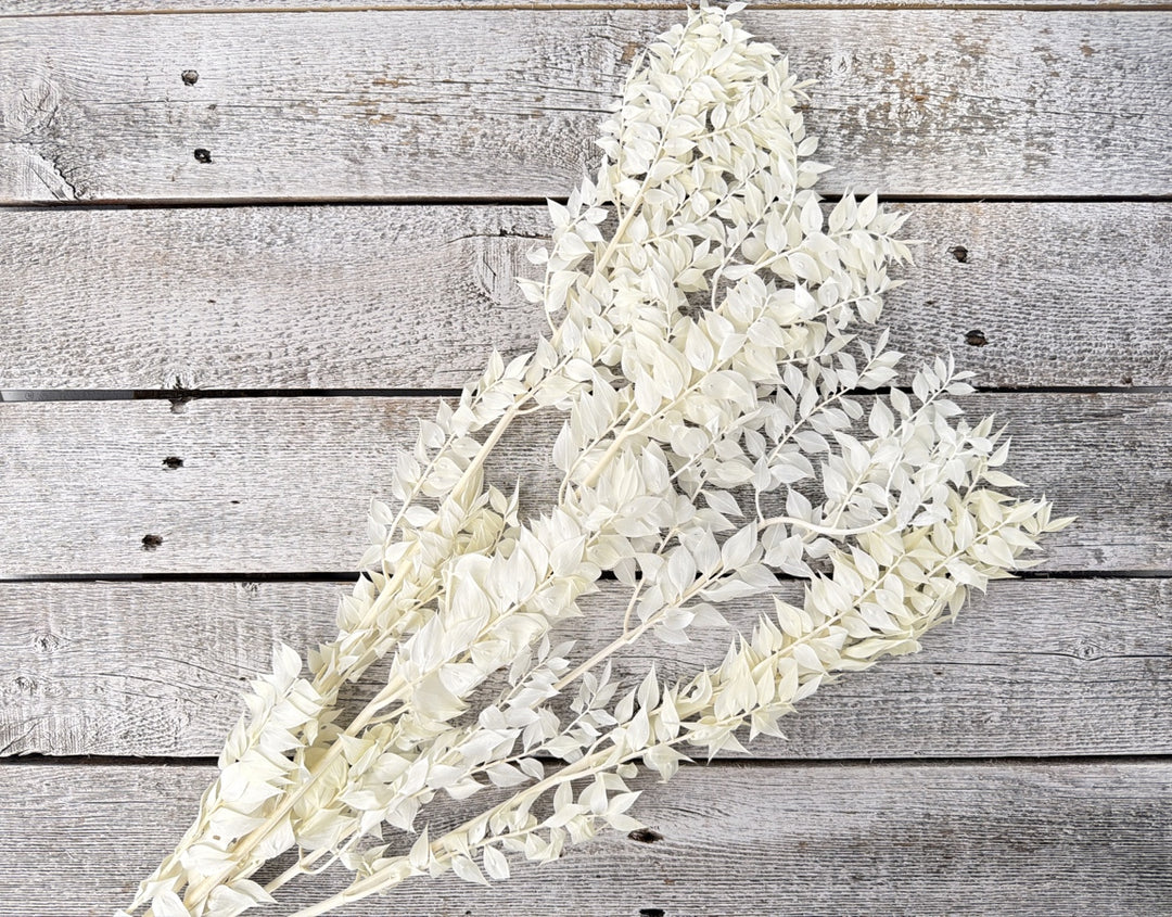 Bleached preserved ruscus with flat structured leaves on long slender stems