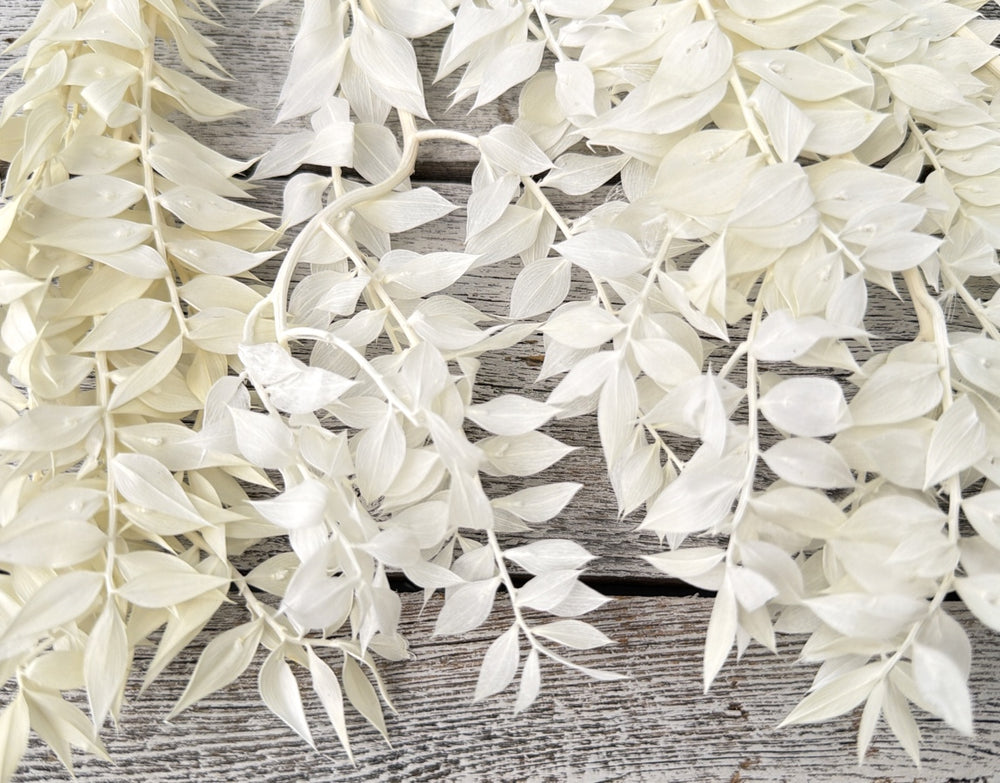 Bleached preserved ruscus with flat structured leaves on long slender stems