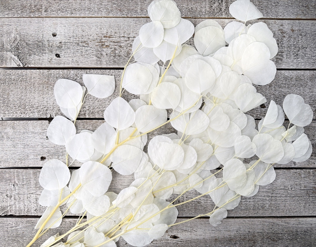 Bleached preserved silver dollar eucalyptus with round coin-shaped leaves on full stems