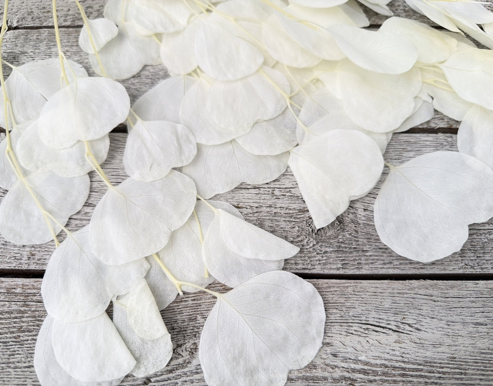 Bleached preserved silver dollar eucalyptus with round coin-shaped leaves on full stems