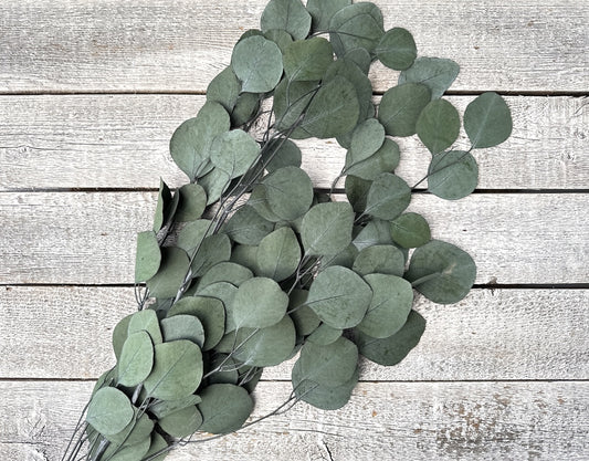 Preserved Silver Dollar Eucalyptus - Luv Sola Flowers - Filler