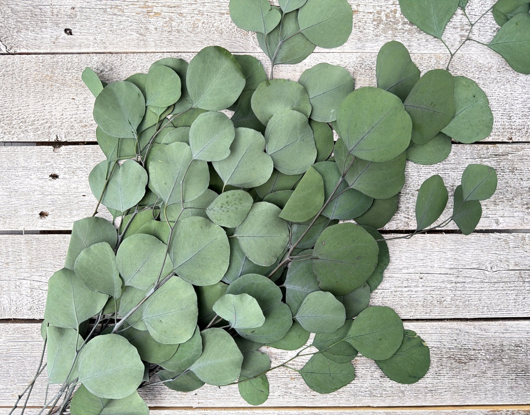 Natural green preserved silver dollar eucalyptus with round full coin-shaped leaves