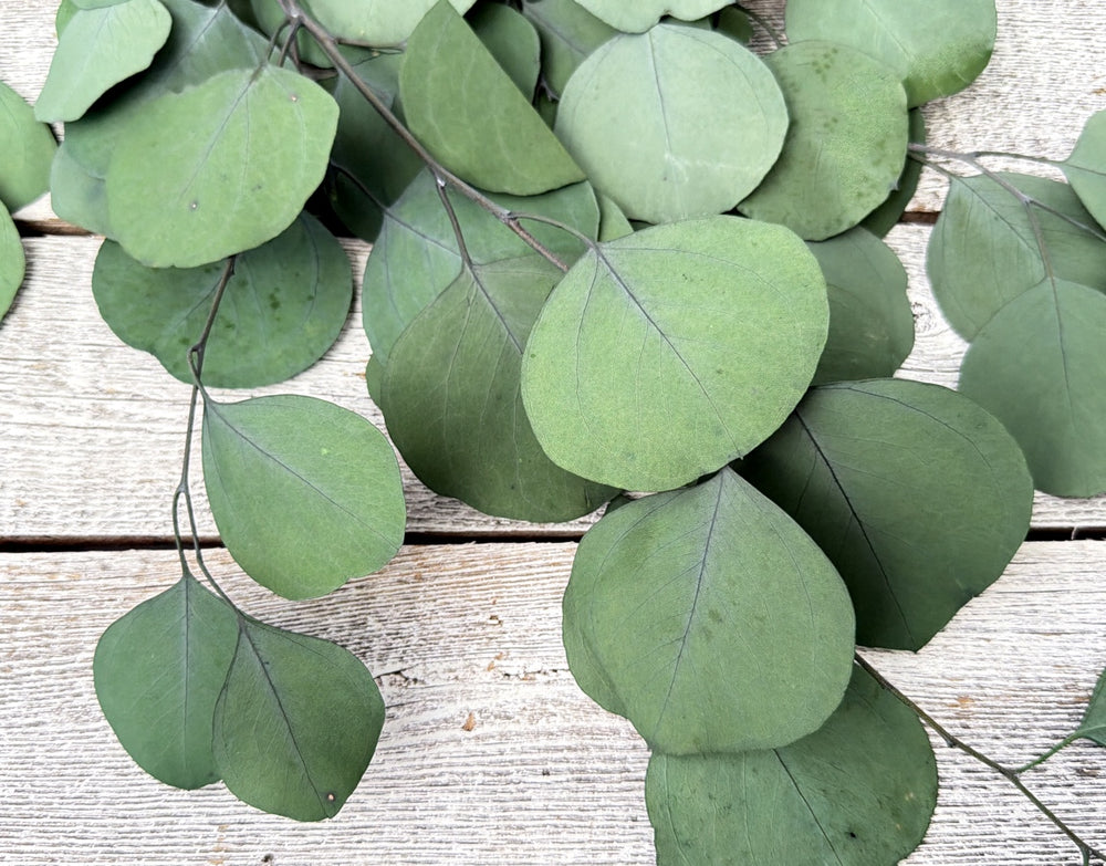 Natural green preserved silver dollar eucalyptus with round full coin-shaped leaves