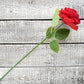 Sola Wood Flowers - Single Stem Rose Red - Luv Sola Flowers
