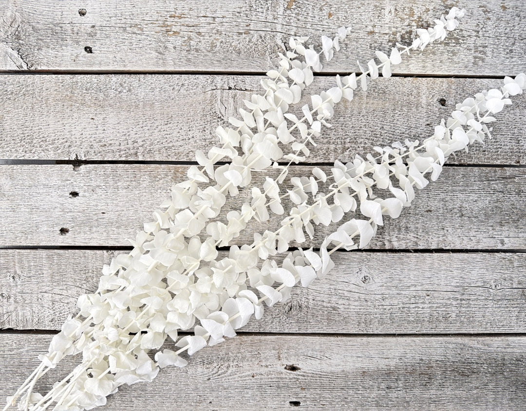 Bleached preserved spiral eucalyptus stems ideal for bouquets and centerpieces