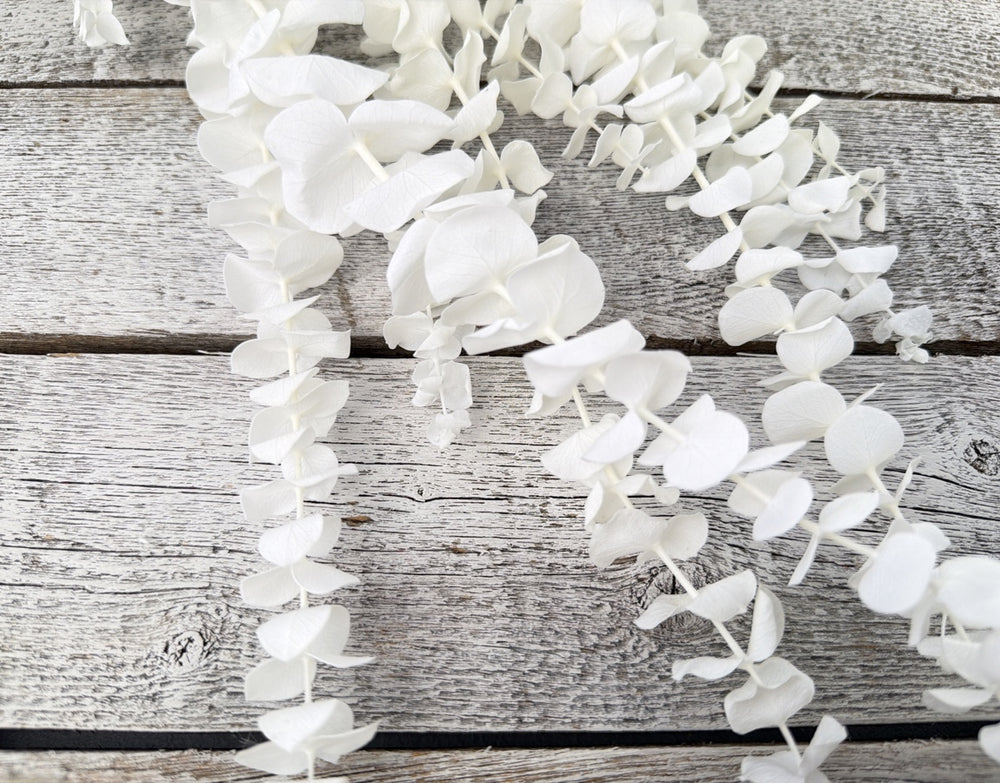Bleached preserved spiral eucalyptus stems ideal for bouquets and centerpieces