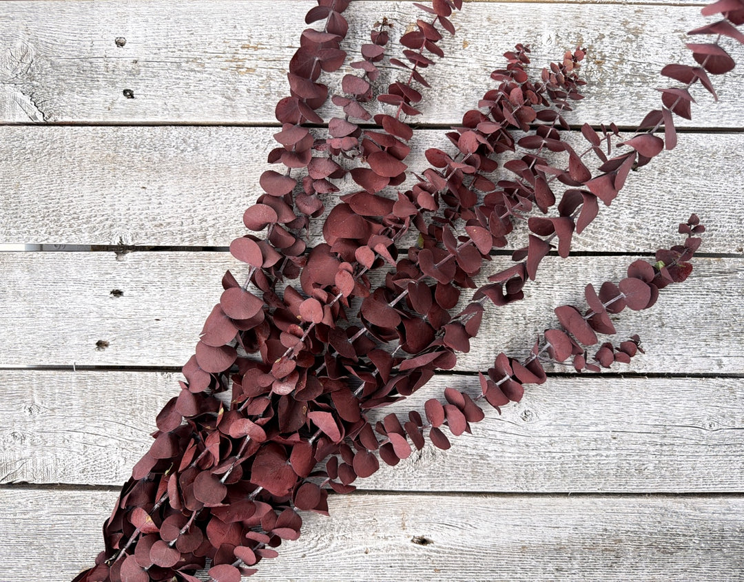 Rich burgundy preserved spiral eucalyptus with tall linear stems and small leaves