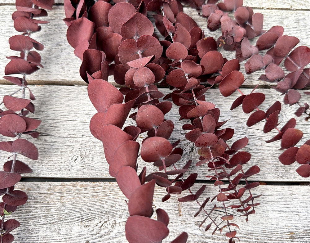 Rich burgundy preserved spiral eucalyptus with tall linear stems and small leaves