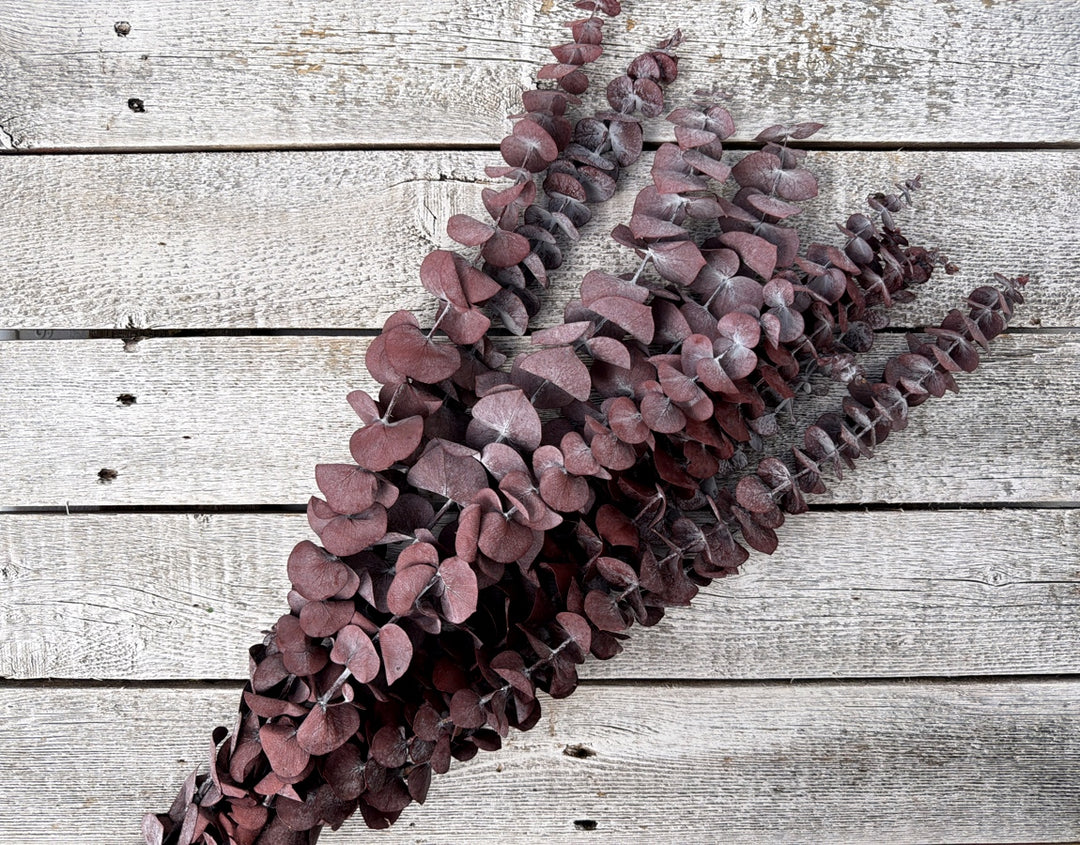 Frosted burgundy preserved spiral eucalyptus stems with small linear leaves