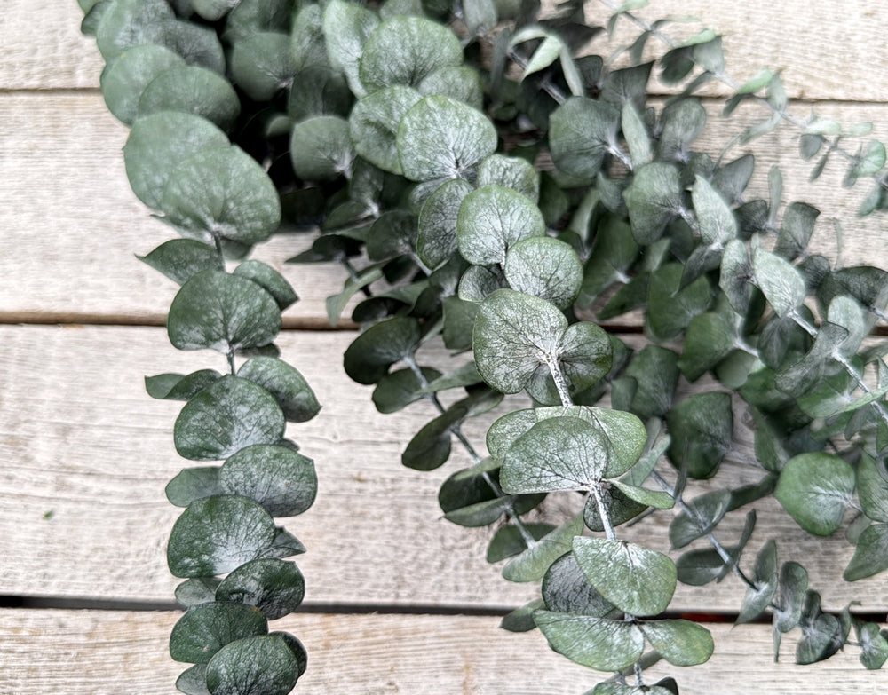 Frosted green preserved spiral eucalyptus stems with small delicate leaves