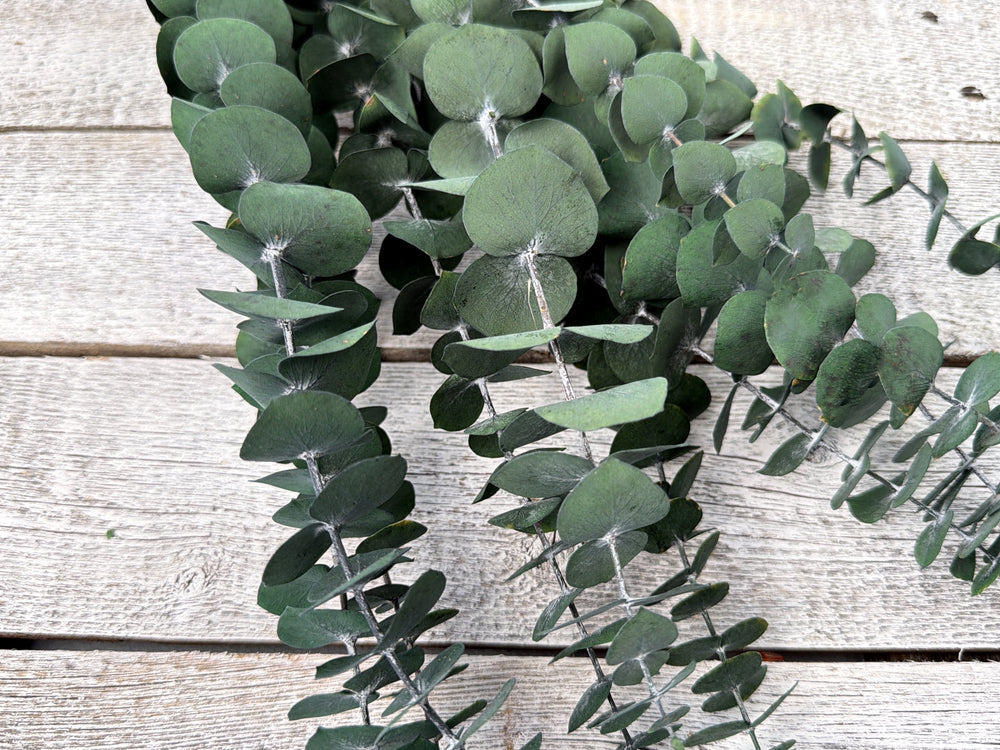 Natural green preserved spiral eucalyptus stems with small linear leaves and natural fragrance