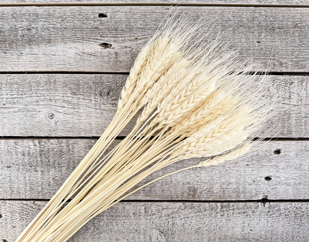 Bleached dried wheat stems with full structured grain heads