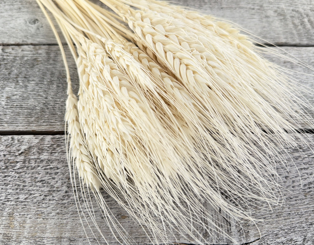 Bleached dried wheat stems with full structured grain heads