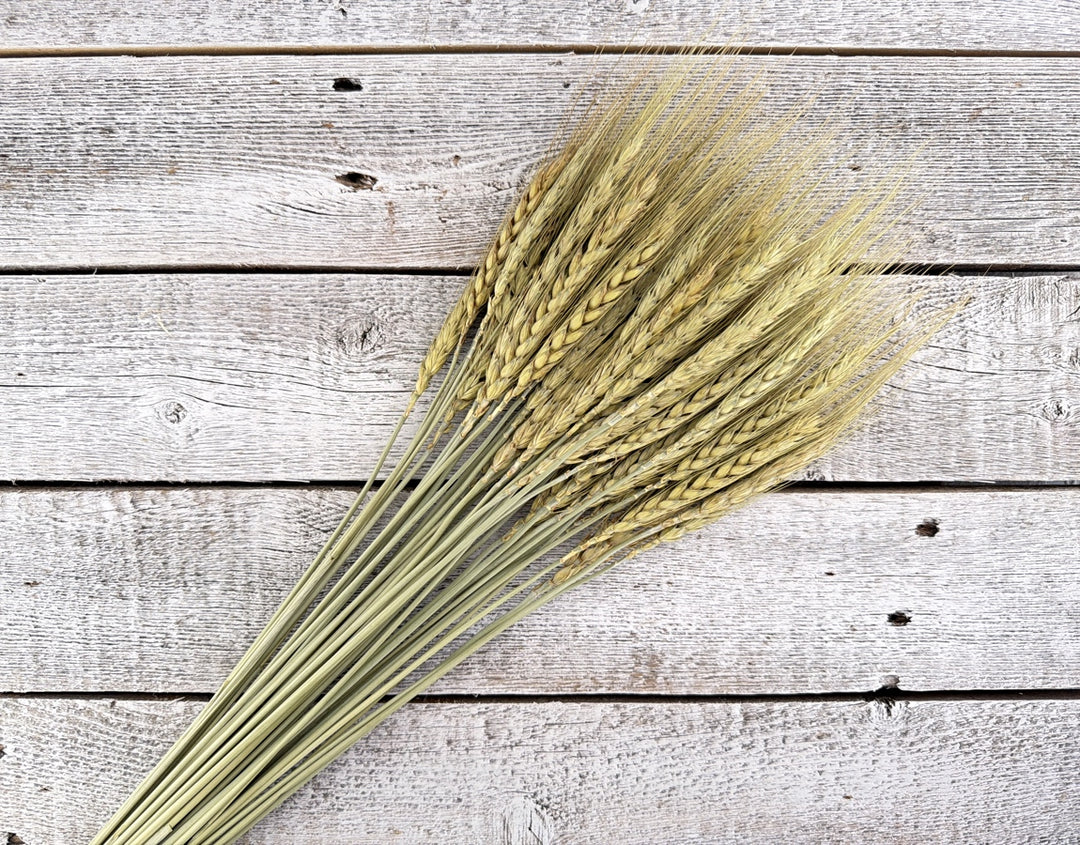 Natural dried wheat stems with full structured grain heads for rustic arrangements