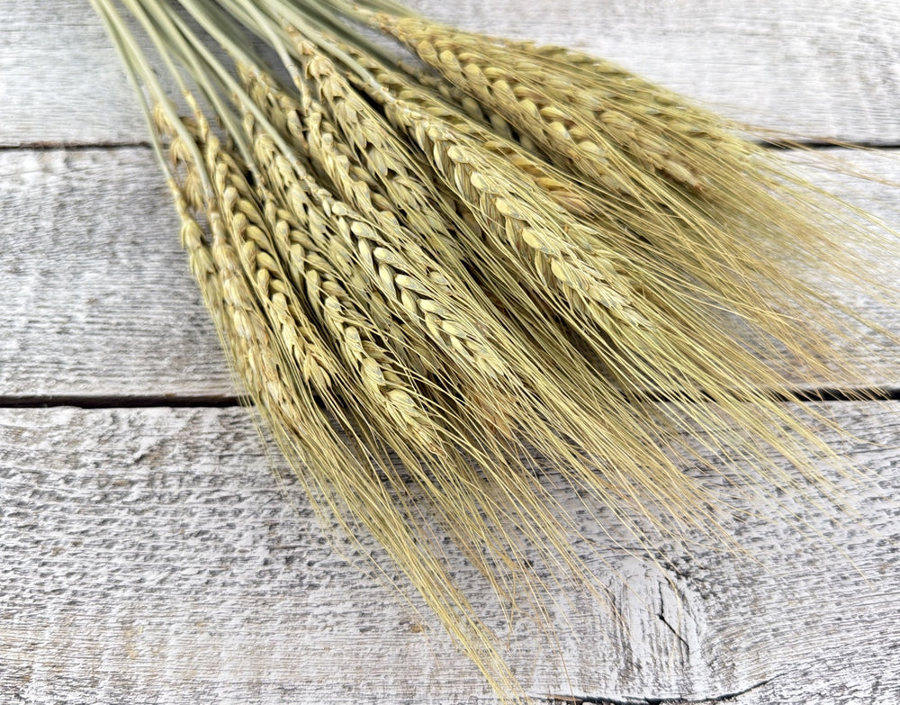 Natural dried wheat stems with full structured grain heads for rustic arrangements