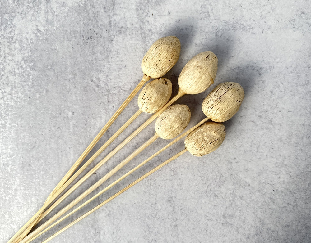 Amra Pods Bleached - Luv Sola Flowers - Dried Botanicals