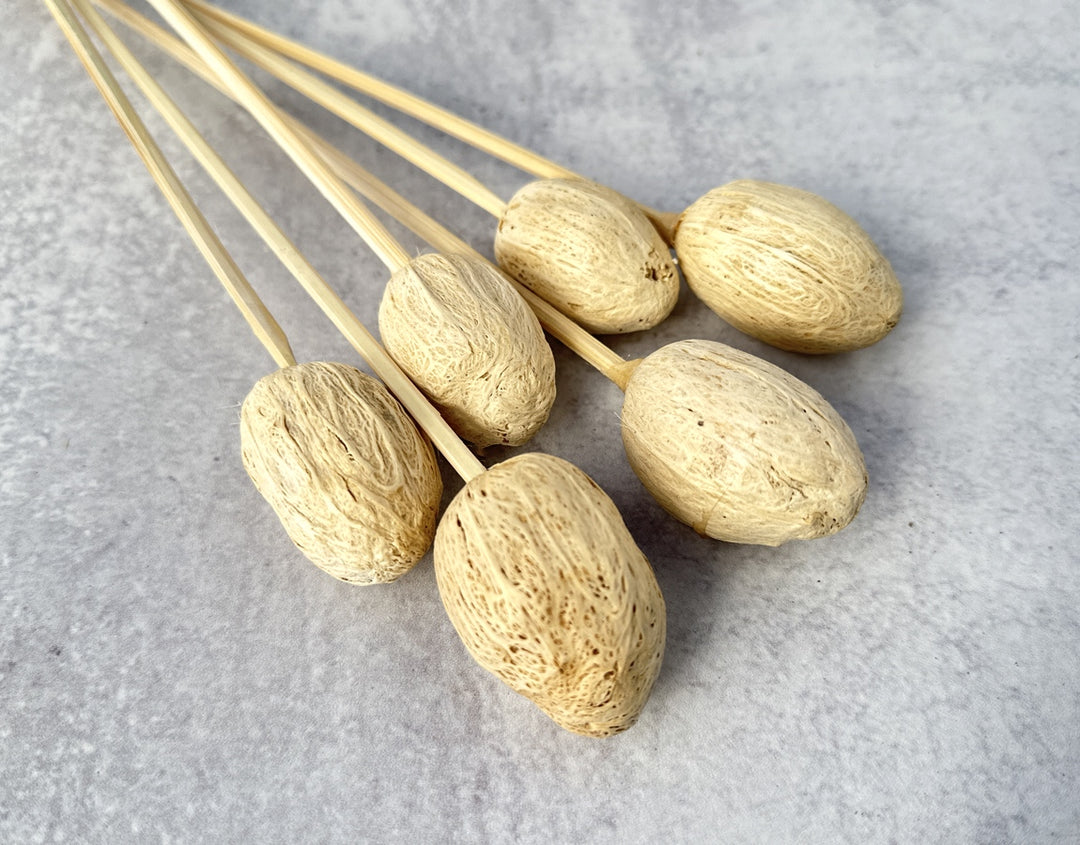 Amra Pods Bleached - Luv Sola Flowers - Dried Botanicals